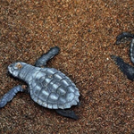 Yavru caretta ateş kurbanı