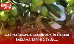 Gazimağusa’da Gemlik zeytin hasadı başlama tarihi 2 Eylül...