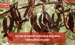 Güzelyurt’ta zeytin ve harup hasadına başlama tarihleri açıklandı