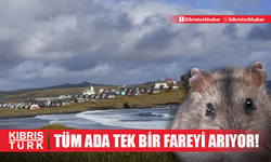 Tüm ada tek bir fareyi arıyor!