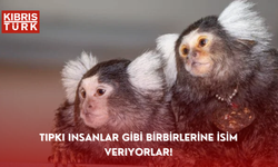 Tıpkı insanlar gibi birbirlerine isim veriyorlar!