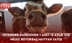 Veteriner Dairesi'nde 1 adet 12 aylık dişi melez büyükbaş hayvan satışı