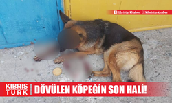 İşte Bostancı’da dövülen köpeğin son hali