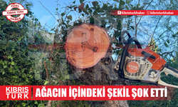 Ağacın içindeki şekil şok etti