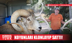 Dev koyunları klonlayıp satan çiftçi yakayı ele verdi: Hapse atıldı