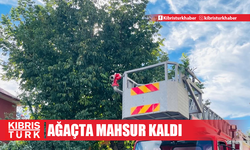 Bingöl'de silkelemek için çıktığı ceviz ağacında mahsur kaldı