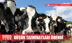 Büyükbaş hayvan üreticisine düşük tazminatları ödendi