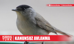 Koruma altındaki pulya kuşu avlayan 2 kişi yakalandı