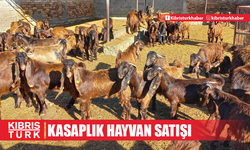 DÜÇ'ten kasaplık hayvan satışı