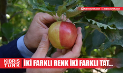 Sarı kırmızı elma ilgi odağı oldu: Hem iki rengi, hem de iki farklı tadı var