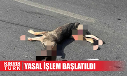 Köpeğe çarpan sürücü hakkında yasal işlem başlatıldı