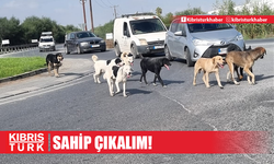 GAZİMAĞUSA'DA BU HAYVANLARA SAHİP ÇIKALIM!