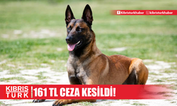 Bostancı’da sahipsiz kurt köpeğini yaralayan 74 yaşındaki adama 161 bin TL ceza