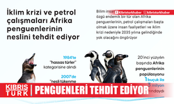 İklim krizi ve petrol çalışmaları Afrika penguenlerinin neslini tehdit ediyor