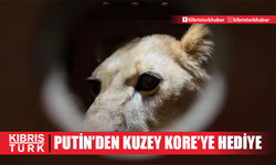 Putin, Kuzey Kore'ye aslan ve bozayı dahil 70'i aşkın hayvan hediye etti