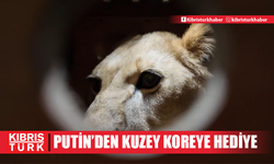 Putin, Kuzey Kore'ye aslan ve bozayı dahil 70'i aşkın hayvan hediye etti