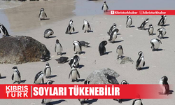 Afrika penguenlerinin soyu 2035'e kadar tükenebilir