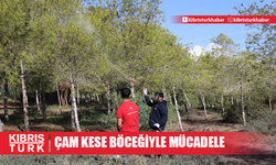 İskele Belediyesi, çam kese böceğine karşı mücadele başlattı