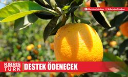 Dalında kalan Valenciya ürününe ton başına 6 bin TL destek ödenecek