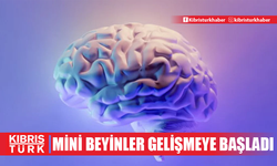 Uzayda yetiştirilen mini beyinler gelişmeye başladı