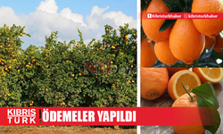 2023-2024 narenciye sezonunda dalında kalan ürün için ödemeler yapıldı