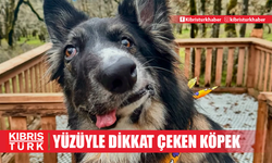 ABD'de asimetrik yüzüyle dikkat çeken köpek