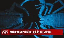 Zehir püskürten nadir akrep türüne Aşil'in adı verildi