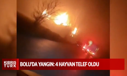 Bolu'da Yangın: 4 Hayvan Telef Oldu