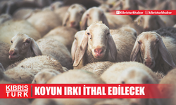 Damızlık değeri yüksek koyun ırkı ithal edilecek