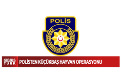 Polisten küçükbaş hayvan operasyonu…Dört tutuklu