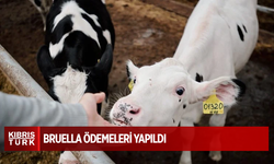 Genel Tarım Sigortası Fonu'ndan duyuru: “Brucella ödemeleri yapıldı”