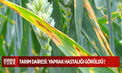 Tarım Dairesi: "Tahıl arazilerinde yaprak hastalığı görüldü"