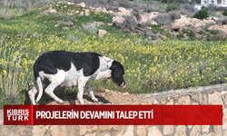 Güzelyurt Hayvanları Koruma Derneği kısırlaştırma projelerinin devamını talep etti