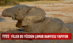 Filler neden çamur banyosu yapar?