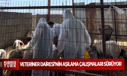 Veteriner Dairesi’nin koyun keçi çiçek hastalığına karşı aşılama çalışmaları sürüyor