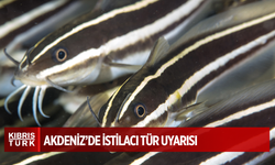 Çizgili yılan kedi balığı ekosistemi tehdit ediyor