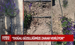LAÇ Belediyesi’nden refüjlerdeki çiçeklerin sökülmesine tepki!