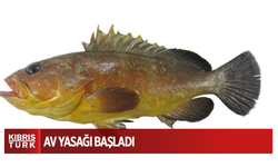 Orfoz ve lahoz türleri için av yasağı başladı