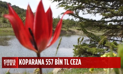 Türkiye'de yaklaşık 20 türü bulunuyor: Koparana 557 bin lira ceza