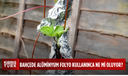 Bahçeye alüminyum folyo koyun, o sorunları ortadan kaldırın