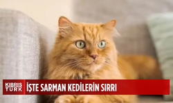 Sarman kedilerin gizemi çözüldü