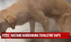 Başıboş köpek, hastane kafeteryasına tuvaletini yaptı