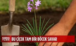 Bu çiçeğin olduğu bahçeye ne yılan uğruyor ne de fare