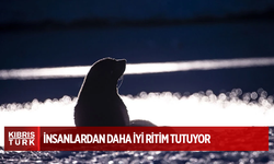 Denizaslanı Ronan, insanlardan daha iyi ritim tutuyor