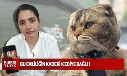 Kayıp kedi evliliği tehdit etti!