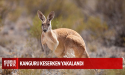 Güney Kıbrıs’ta yabancı uyruklu şahıslar kanguru keserken yakalandı
