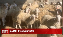Kasaplık hayvan satışı