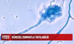 Ölümcül mantar hastalığı, küresel ısınmayla yayılabilir