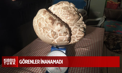 Sivas’ta 8 kilo ağırlığında mantar bulundu