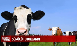 Kulak küpesiz büyükbaş hayvan taşıyan sürücü tutuklandı